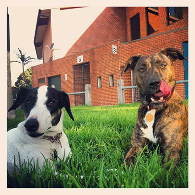 dogs-1